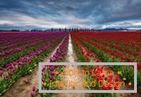 15 ravissants champs de fleurs printanières à travers le monde