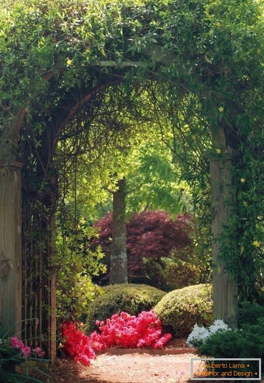 Arch avec des plantes dans la conception du jardin