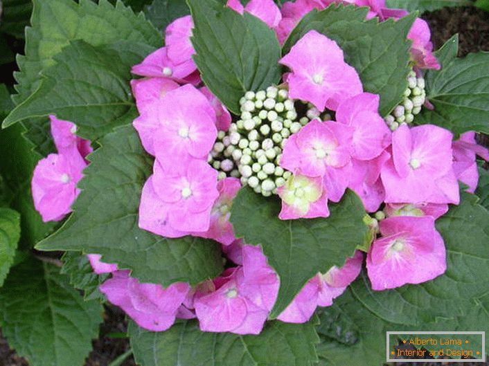 De belles fleurs pour un jardin élégant.