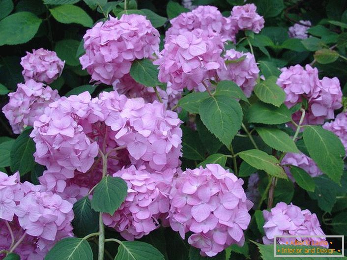 Les fleurs d'un violet pâle d'hortensia décorent n'importe quel jardin.