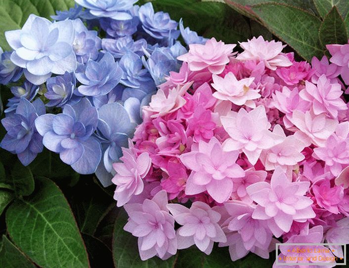 Fleurs semi-doubles de Hortensia Blushing Bride Endless Summer.