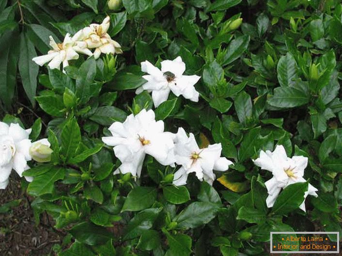 Étonnamment beau jasmin doux amer arbuste - un buisson ramifié à feuilles persistantes qui est une hauteur de 1-2 mètres.