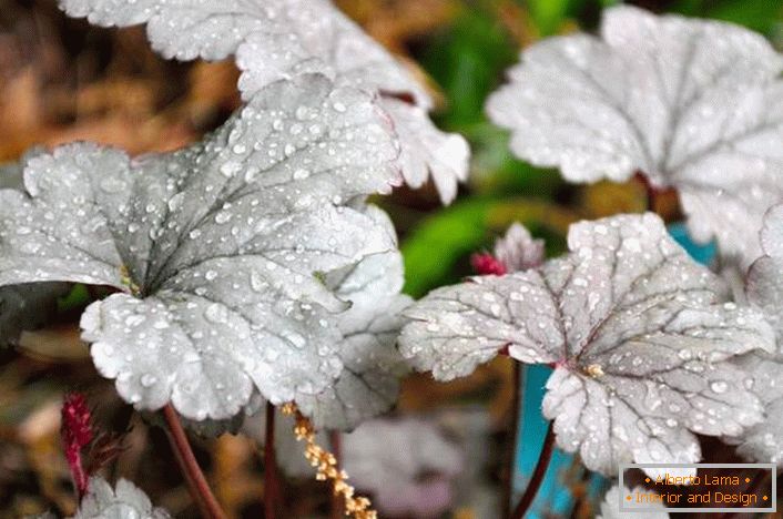 Geyce blanc dans le jardin