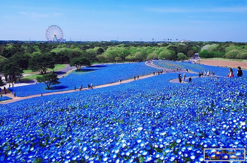 Un champ de fleurs fascinant dans le parc japonais