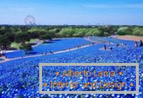 Champs bleus hypnotiques à Hitachi-Seaside Park, Japon