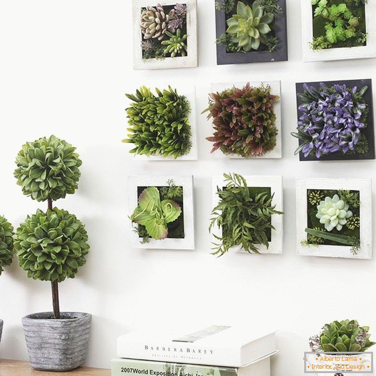 Photos avec des plantes succulentes