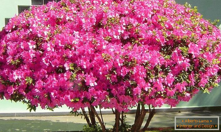 La popularité du pétunia chez les jardiniers est déterminée par les qualités décoratives, une grande variété de couleurs, des formes géométriques. 