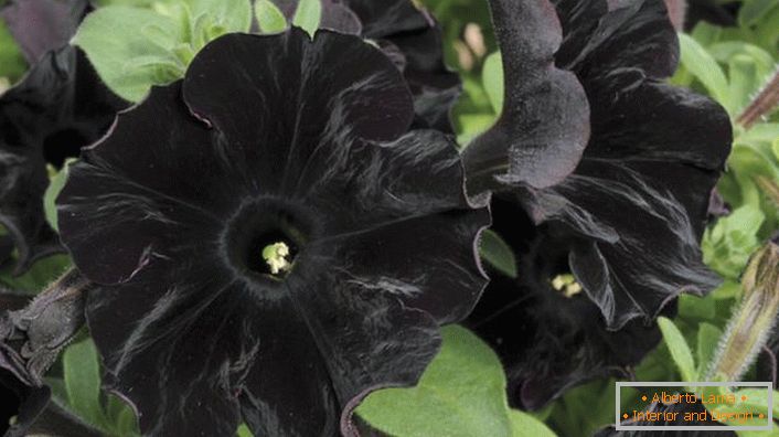 Pétunia aristocrate de couleur noire Black Velvet.