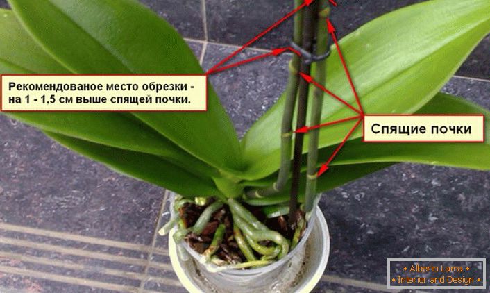 Recommandations pour tailler un buisson d'orchidées.