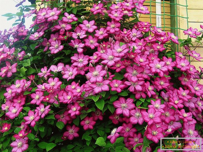 Clematis couleur rose vif décore le coin de la villa. Fleur préférée des résidents d'été modernes. 