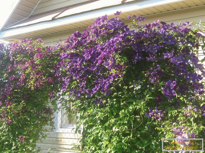La clématite est une couleur lilas sombre enroulée sur une clôture de maille métallique. Une solution réussie du paysagiste.
