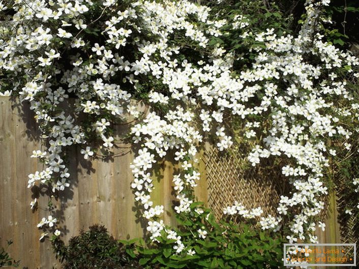 Les fleurs de clématites sont blanches sur la clôture du jardin.
