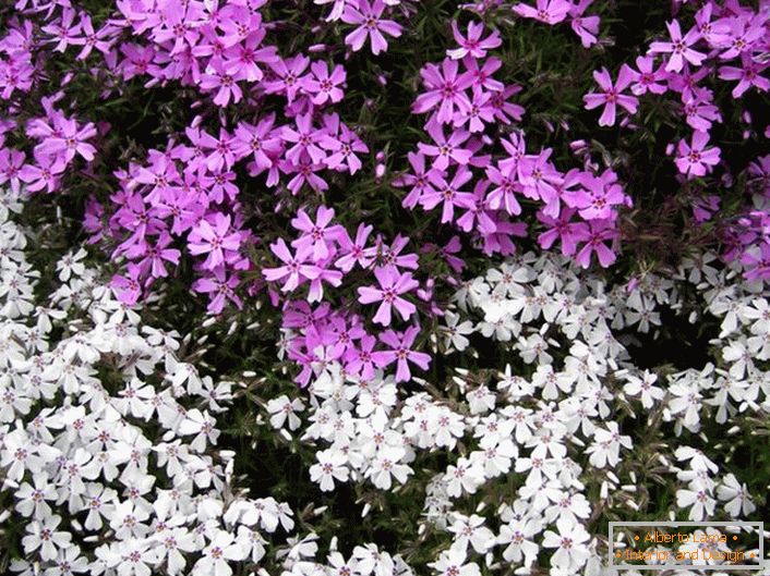 Phlox en aménagement paysager