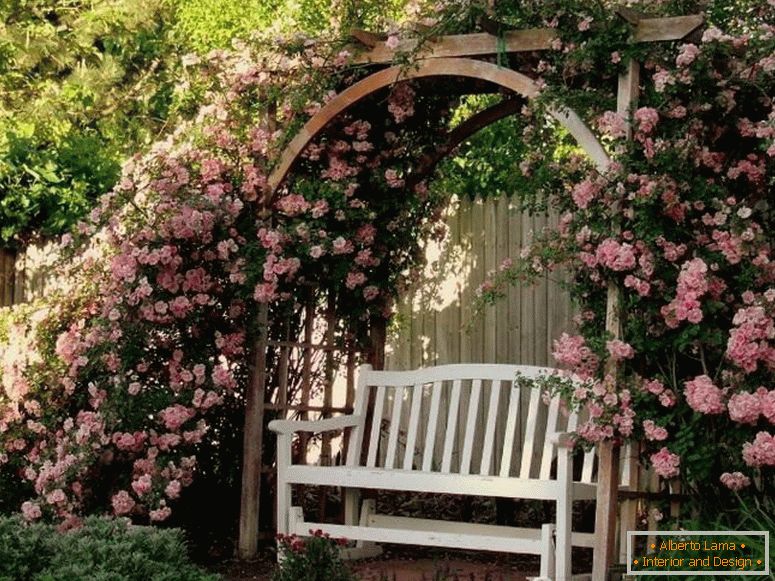 Escalade de roses sur une arche