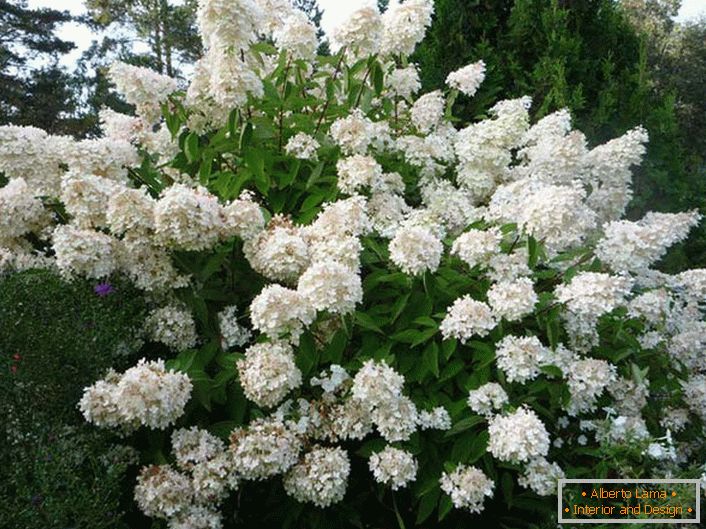 Hortensia paniculate - un grand arbuste luxuriant pour votre champignon.