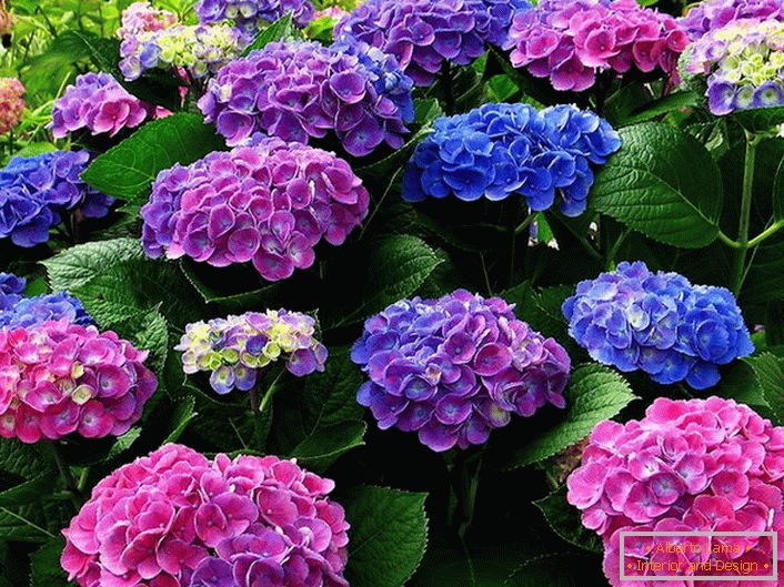 Inflorescence multicolore d'hortensias. Des fleurs bleues, roses et violettes s'entremêlent harmonieusement.