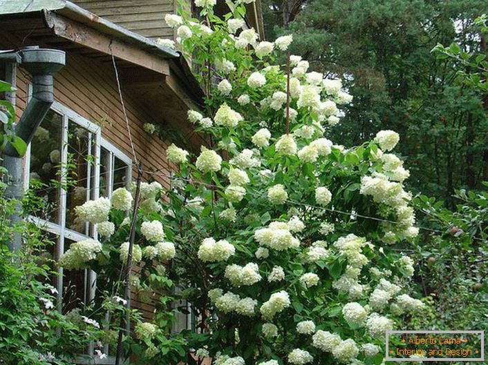 Un grand buisson d'hydrangea petiolate avec des inflorescences blanches luxuriantes.