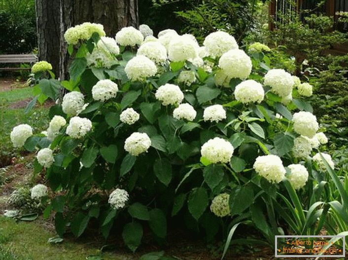Le buisson d'hortensias à grande inflorescence blanche de forme classique est une excellente décoration pour le seuil de la maison.