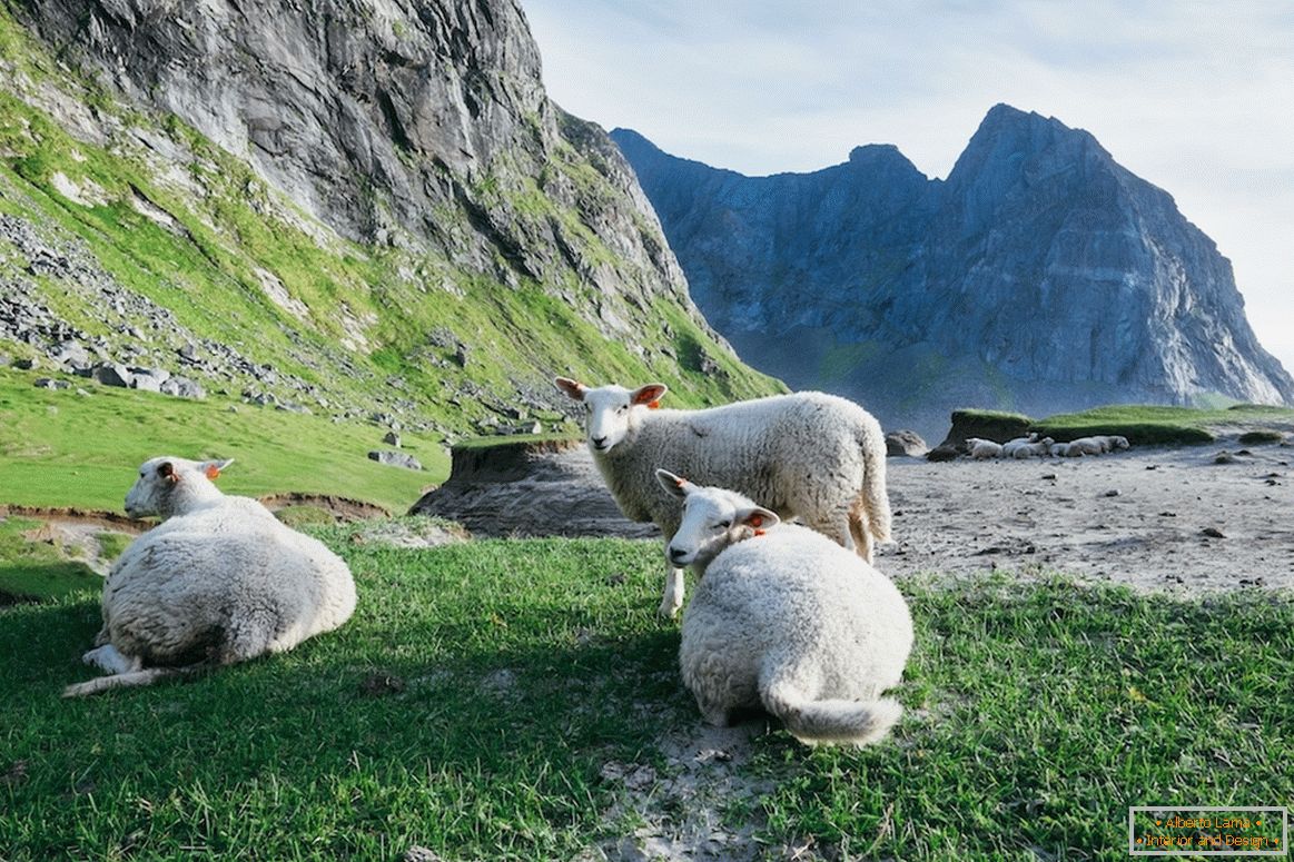 Troupeau de moutons dans les montagnes de Norvège
