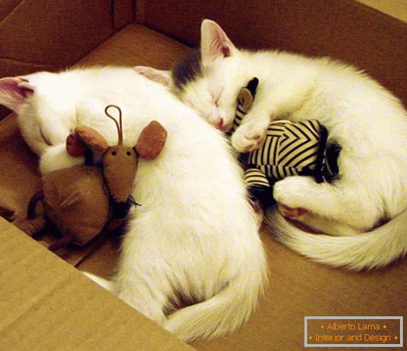 Deux chatons endormis dans une étreinte avec des jouets
