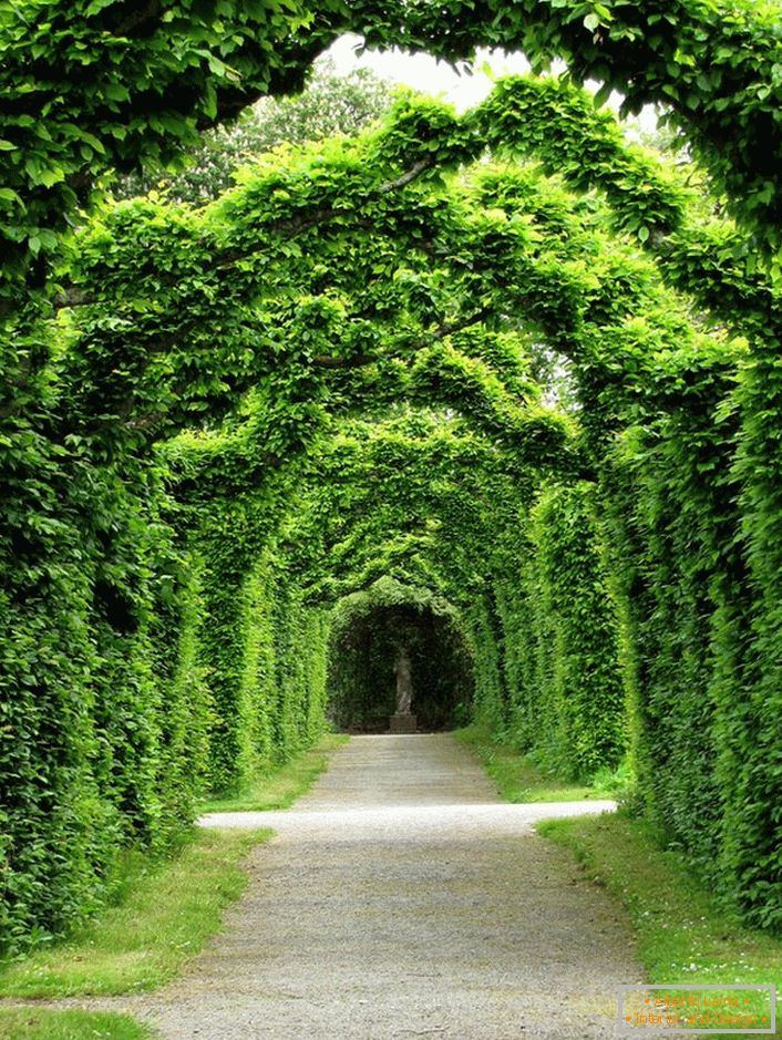 Arc vivant de trois cents ans de la résidence en buis du clan Ross - Château de Birr, Irlande. C'est quelque chose qui ne peut pas être acheté pour de l'argent.