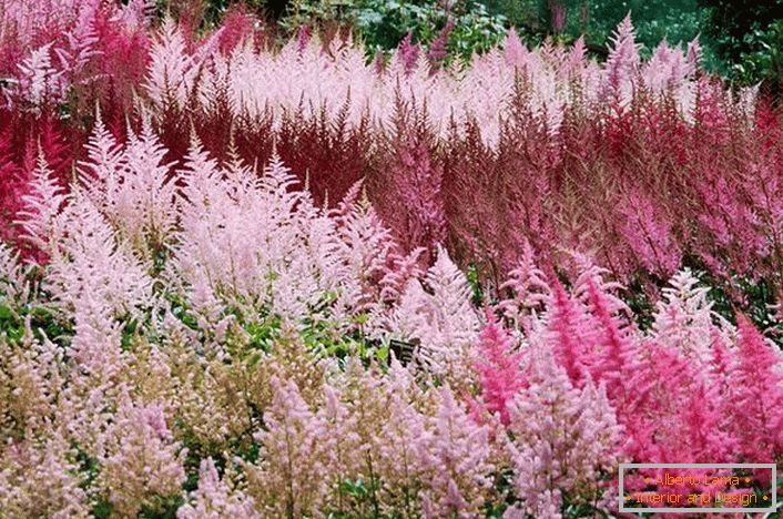 Astilba de différentes couleurs est un ornement élégant pour le jardin. Les couleurs vives et délavées correspondent parfaitement.