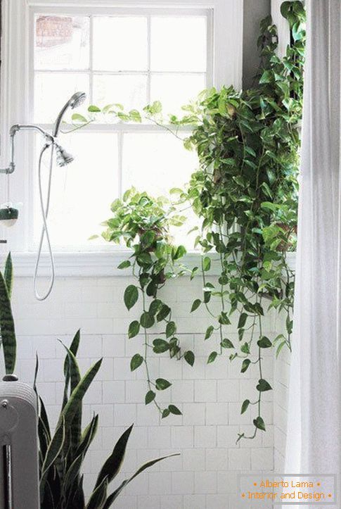 Des plantes dans le design de la salle de bain
