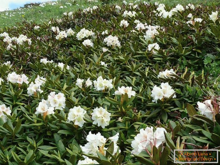 Rhododendron du Caucase
