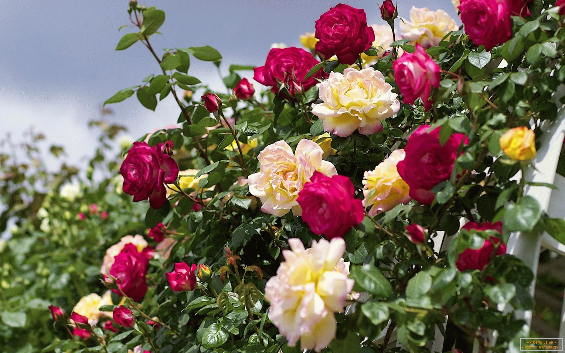 Roses d'escalade jaunes et rouges