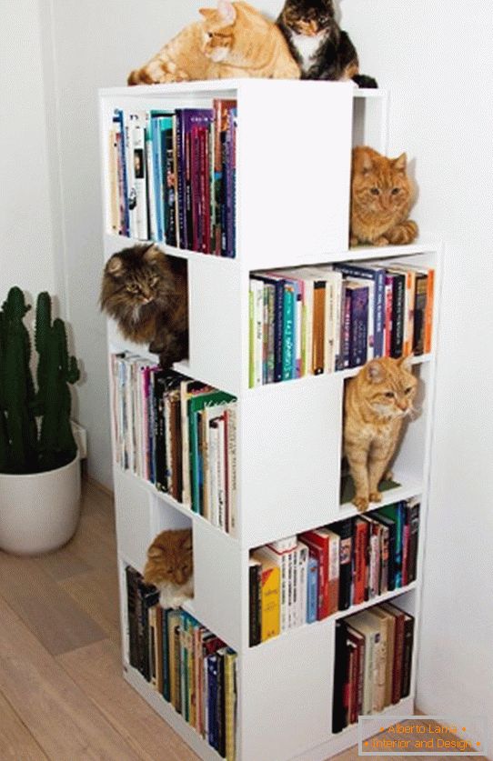 Étagères pour chats в книжном стеллаже