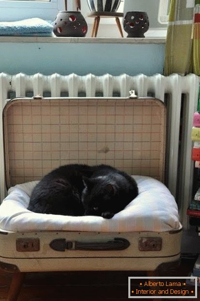 Place pour un chat dans une valise