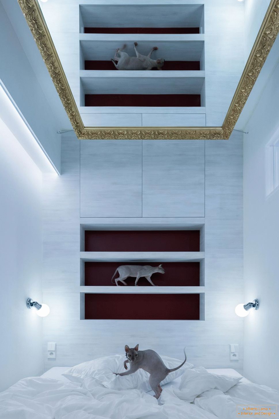 Design moderne d'un petit appartement - chats à l'intérieur