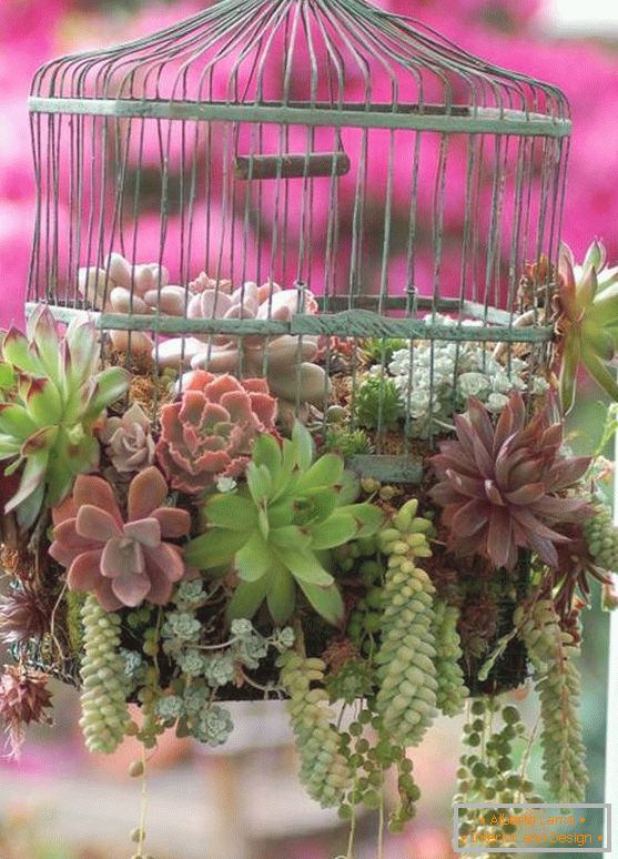 Cage à oiseaux avec des plantes