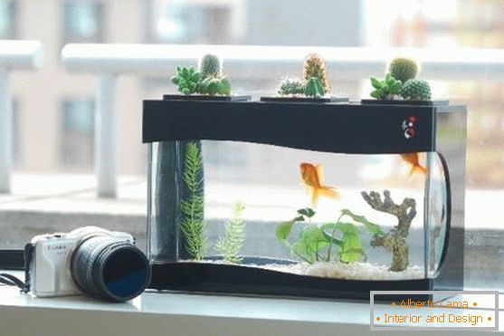 Cactus sur l'aquarium