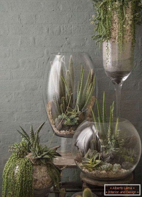 Des plantes dans de grands vases en verre