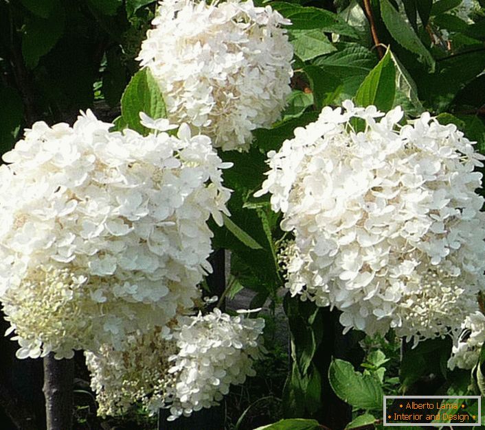 Fleurs d'hortensia blanc neige