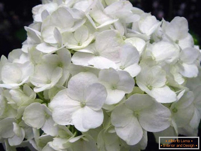 Inflorescence d'hortensias blanc comme neige