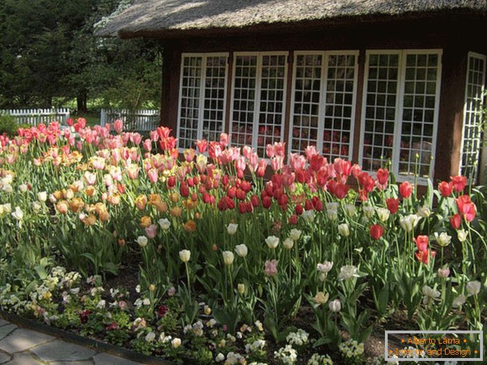 Tulipes dans la cour de la maison