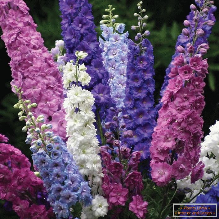 Bouquet d'inflorescences colorées du delphinium