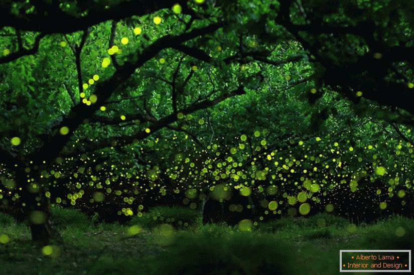 Photos magiques de lucioles à Nagoya, au Japon