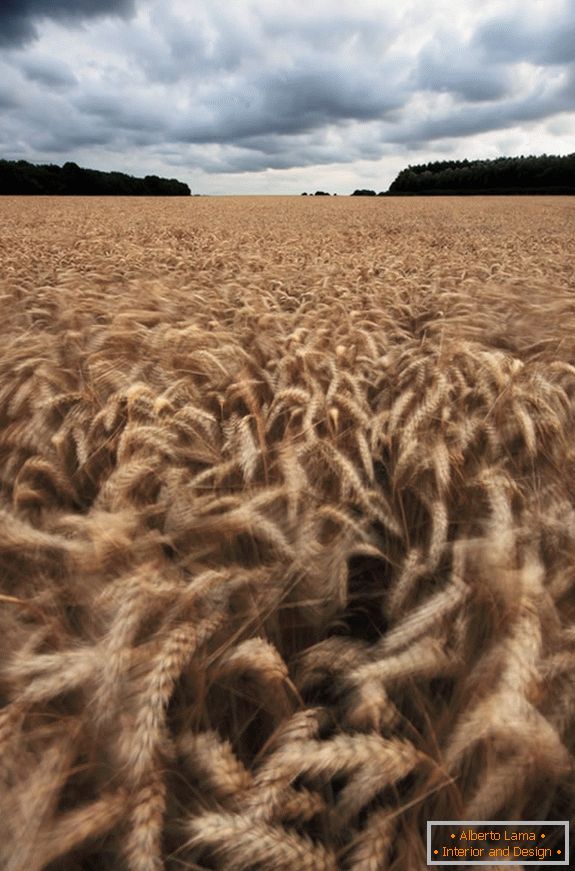 Temps nuageux sur un champ de blé