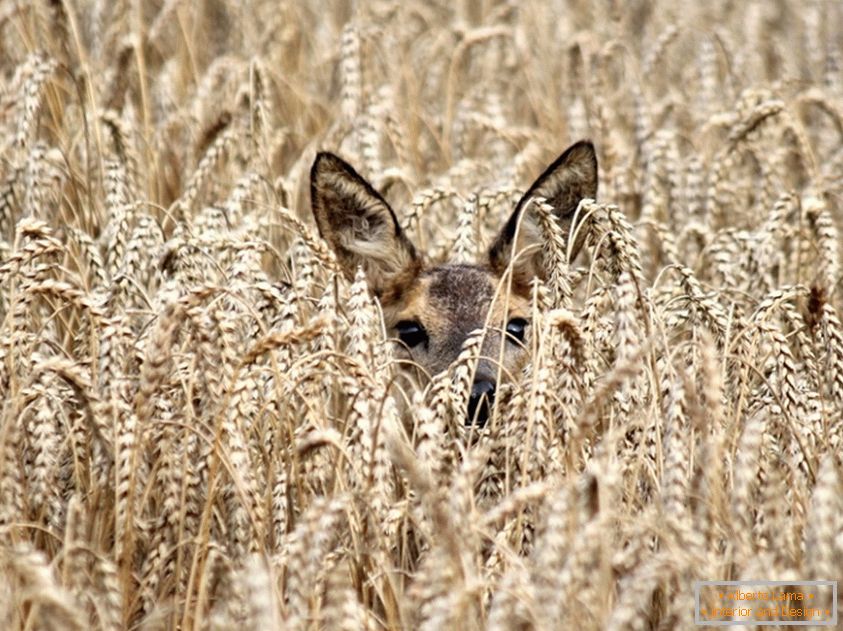Un cerf parmi le blé