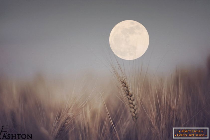 Lune à l'arrière-plan de blé