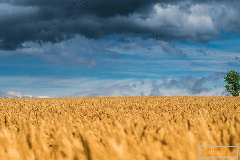 De délicieuses photos de champs de blé
