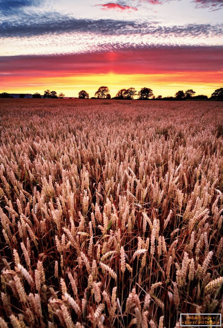 Coucher de soleil sur le champ de blé, photographe Joe Daniel Price