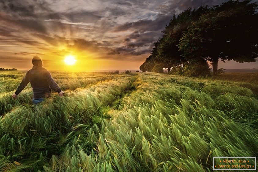 Un homme dans un champ de blé, le photographe Paul Wozniak