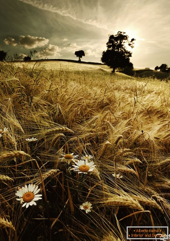 Marguerites dans un champ de blé