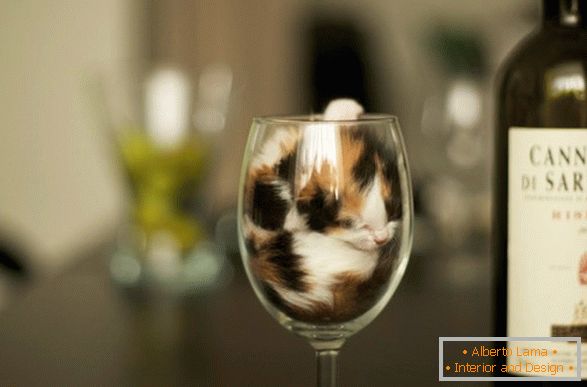 Un chaton dans un verre de vin