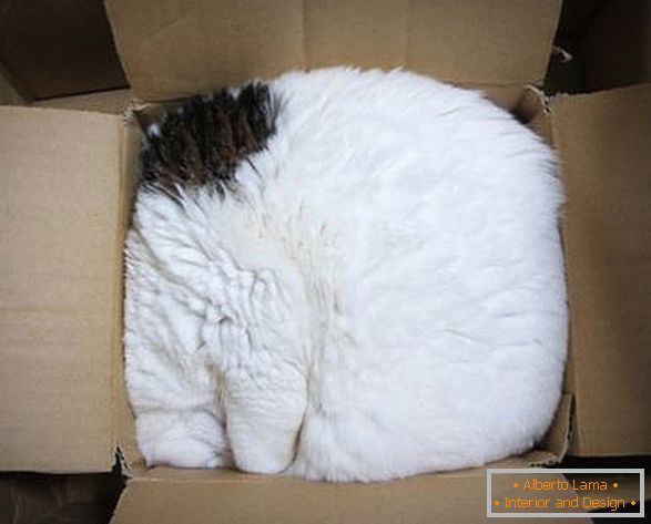 Chat dans une boîte en carton