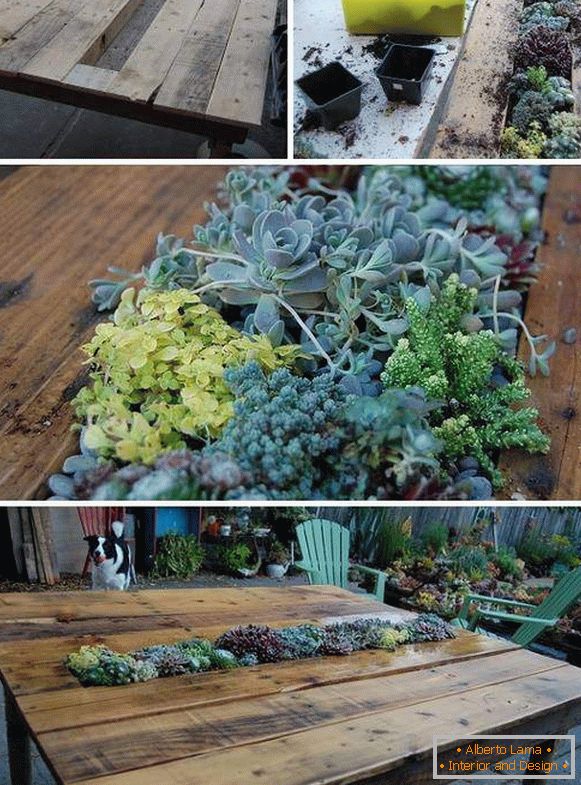 succulentes-decor-with-hands